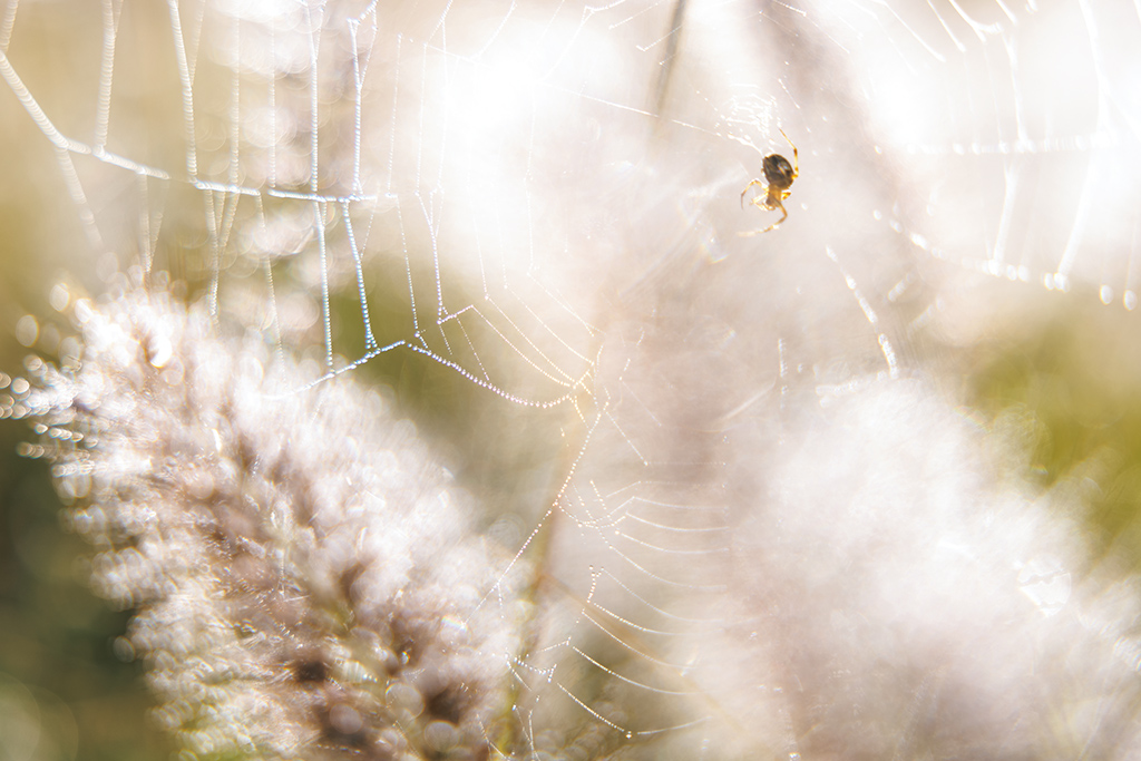 Spider web with bokeh flowers in background