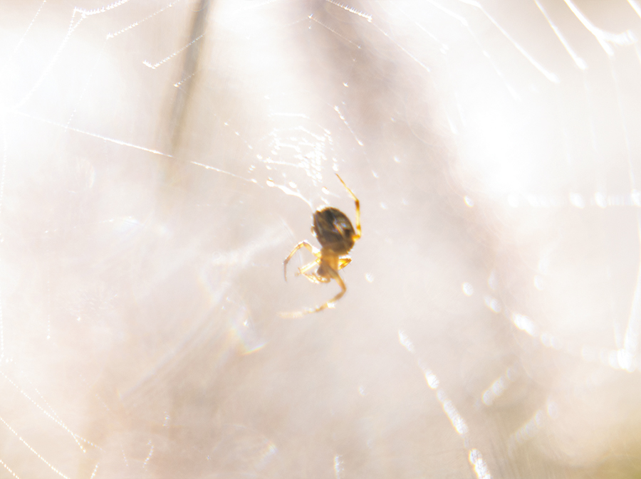 Spider web with f/2.8 bokeh