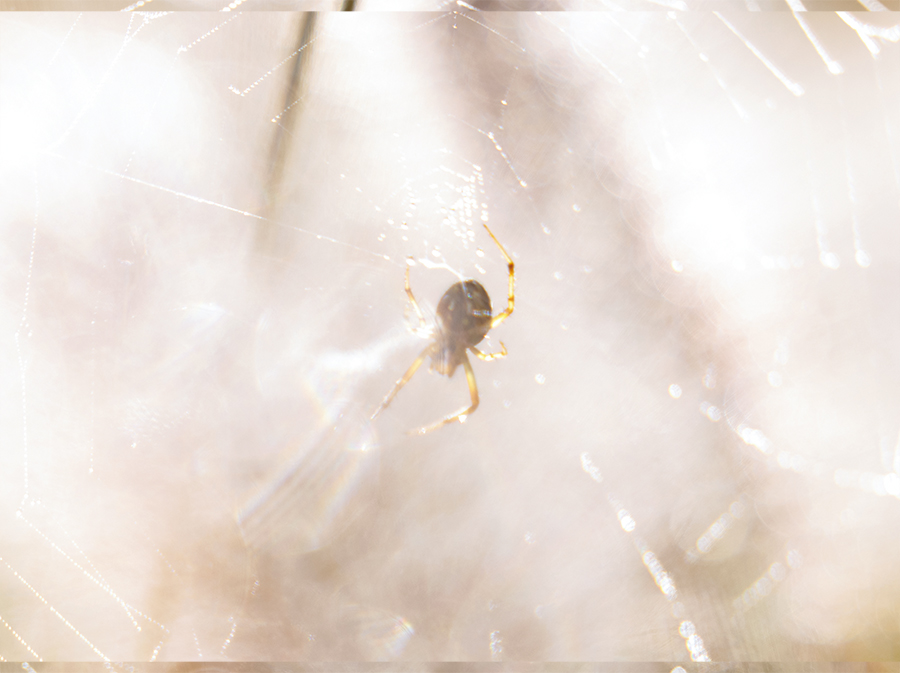 Spider web with f/4 bokeh