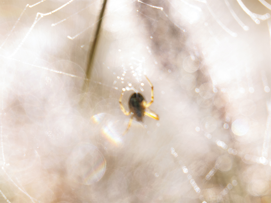 Spider web with f/5.6 bokeh