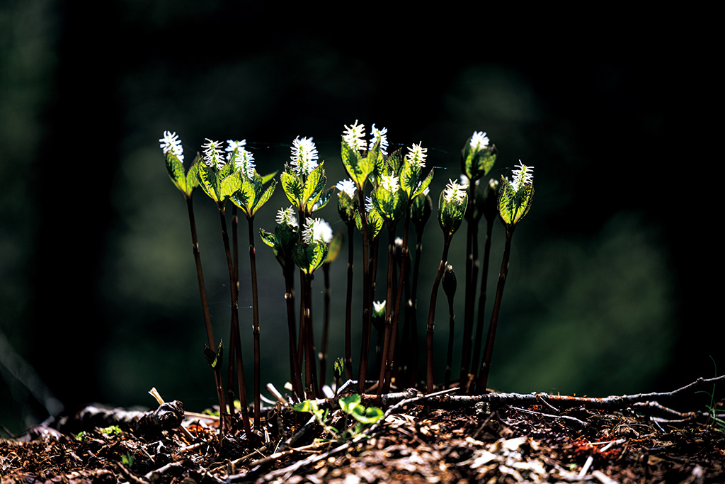 Close up of sprouts