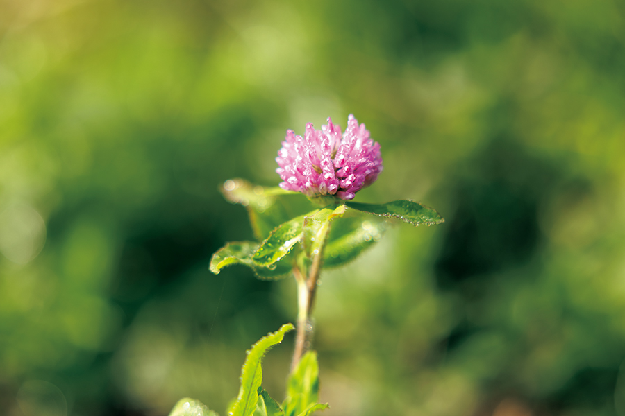 Close-up of flower with amazing bokeh