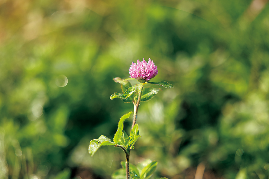 Close-up of flower from further away showing less bokeh