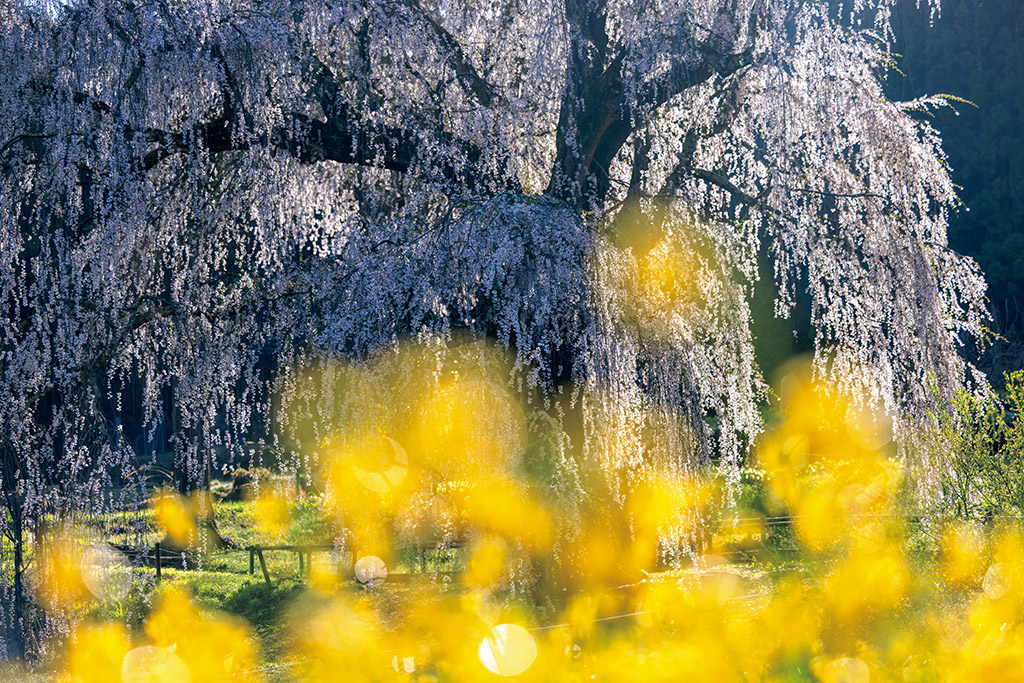 Sakura tree with foreground bokeh from flowers
