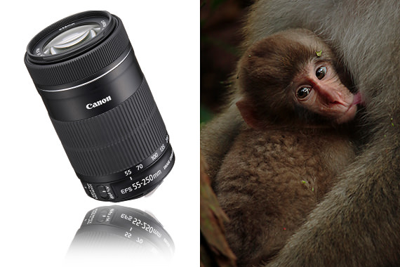 Remarkable EF-S55-250mm f/4-5.6 IS STM Telephoto Zoom Lens with