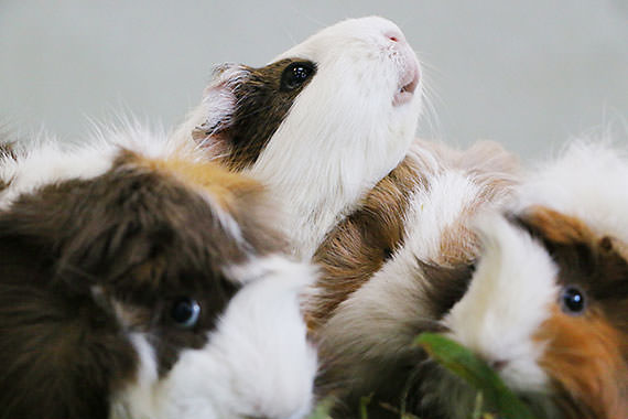 Capturing Fast-moving Animals with the Live View Function of EOS 70D