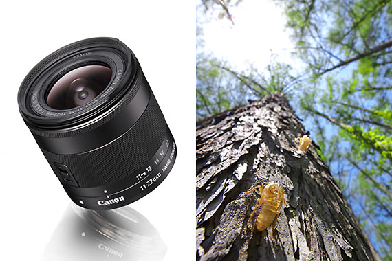 Photo Test! Professional Review of the EF-M11-22mm f/4-5.6 IS STM